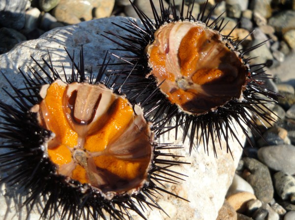 Sea Urchin Salad