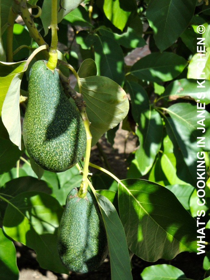 Cream of Avocado Soup ©