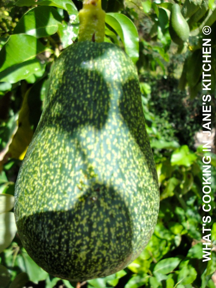 Cream of Avocado Soup ©