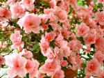 Spring: Azalea