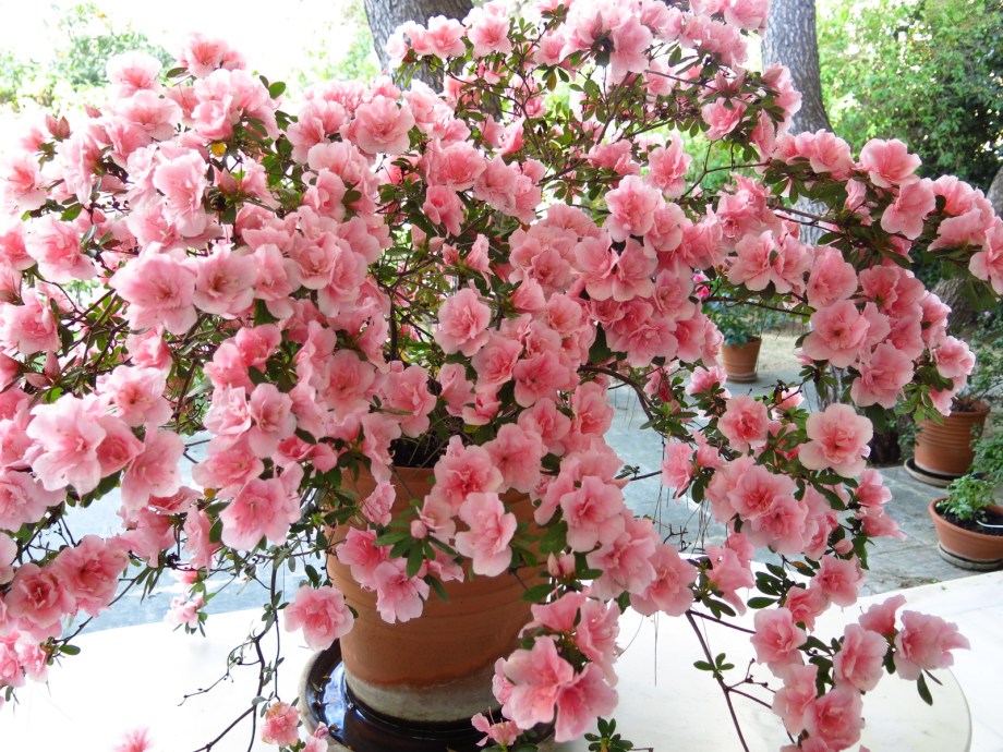 Spring: Azalea
