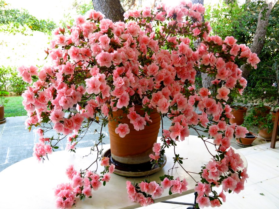 Spring: Azalea