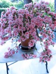 Spring: Azalea