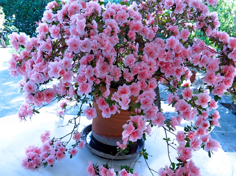 Spring: Azalea