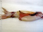 Stuffed Calamar ©