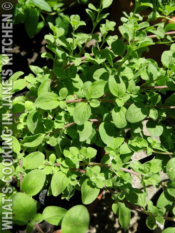 Barbecued Lamb Chops Marinaded In Harissa ©