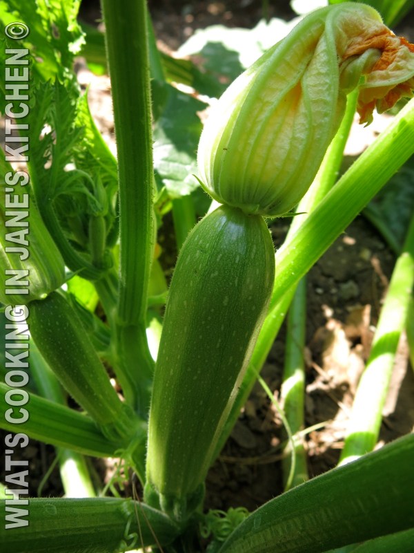 Barbecued Lamb Chops Marinaded In Harissa ©