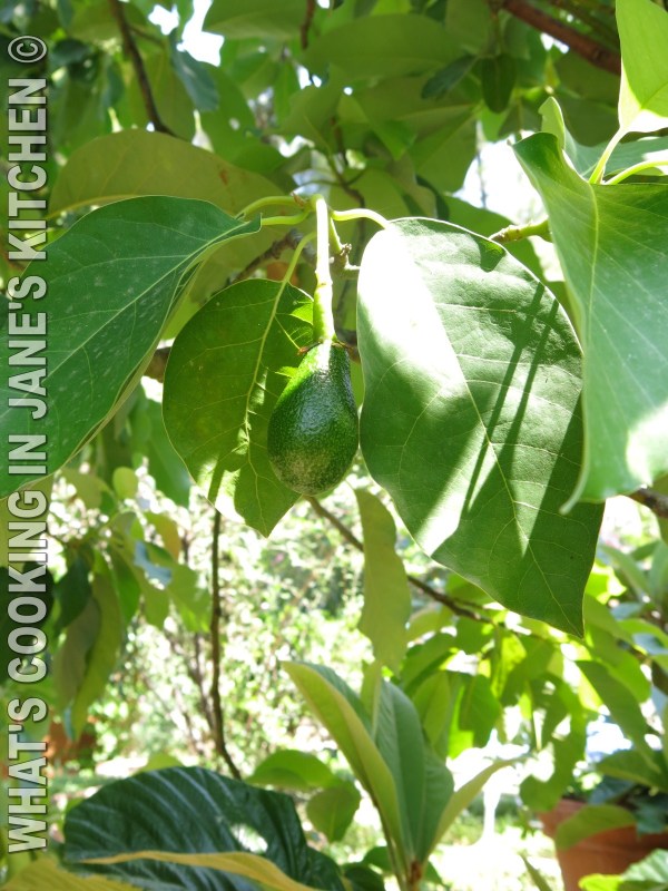 Barbecued Lamb Chops Marinaded In Harissa ©