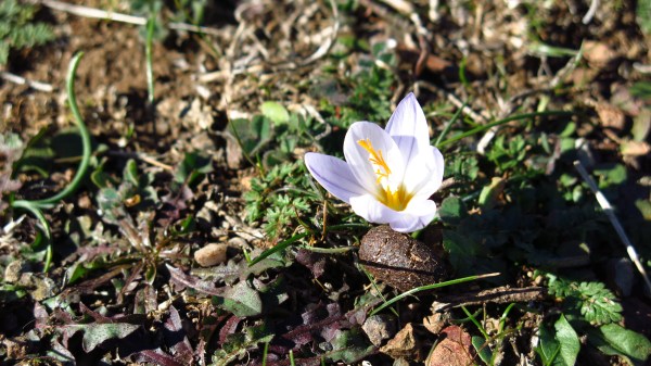 The first crocuses