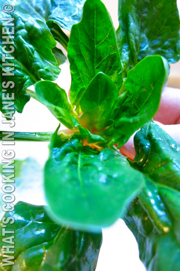 Greek Spinach And Leek Lenten Dishes : Spanakorizo / Prasorizo ©