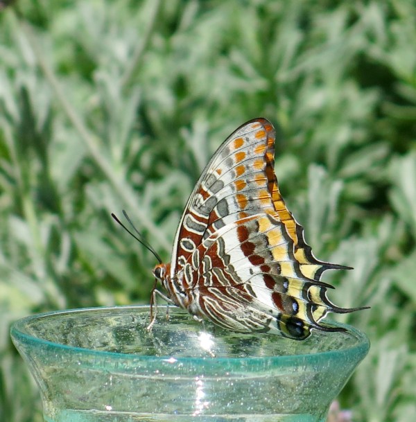 The path of the Butterfly ©