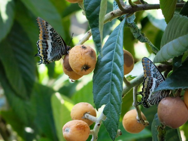 The path of the Butterfly ©