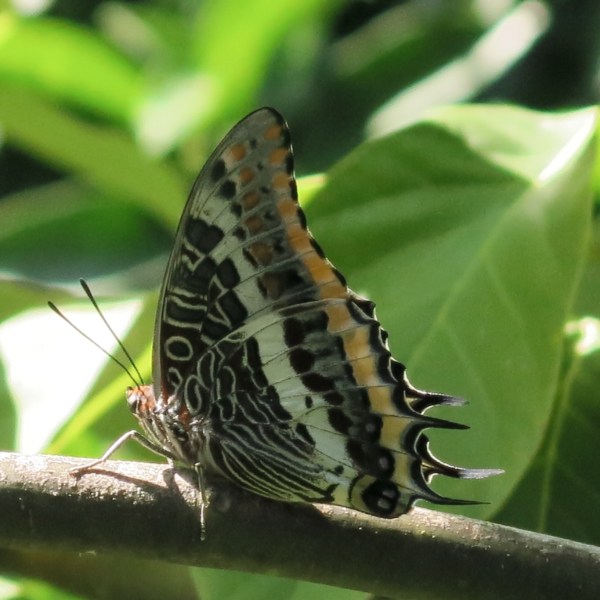 The path of the Butterfly ©