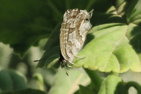 The path of the Butterfly ©