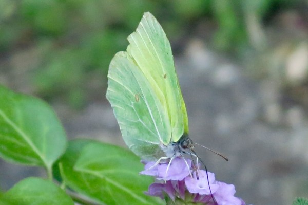 The path of the Butterfly ©