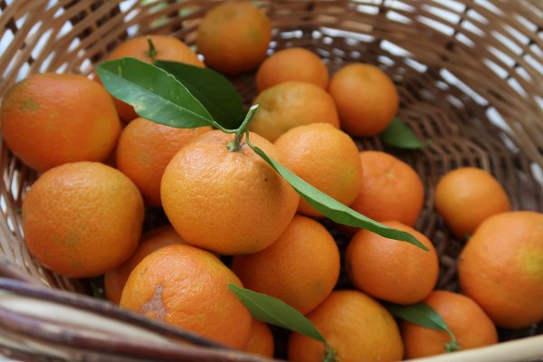 Clementine and Lime Yogurt Sweet ©