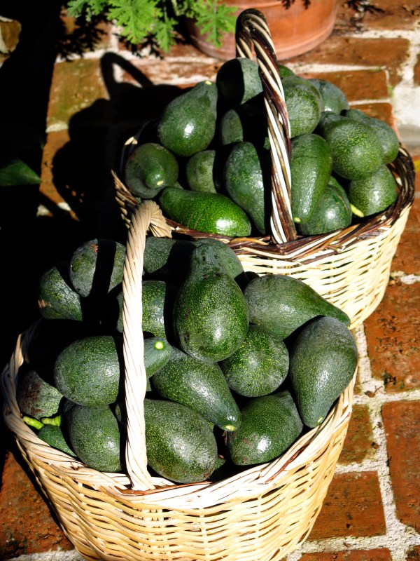 Avocado And Smoked Salmon ©