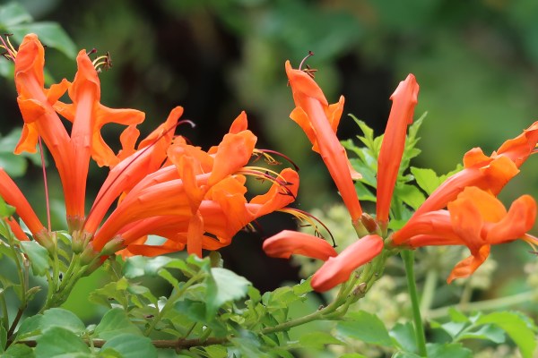 Something Different ©