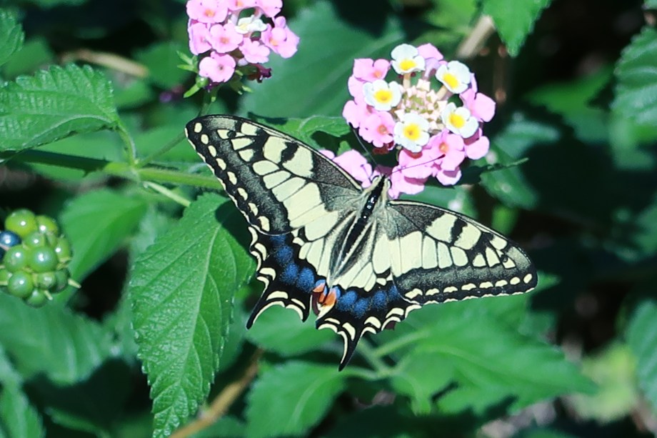 Something A Little Different ©